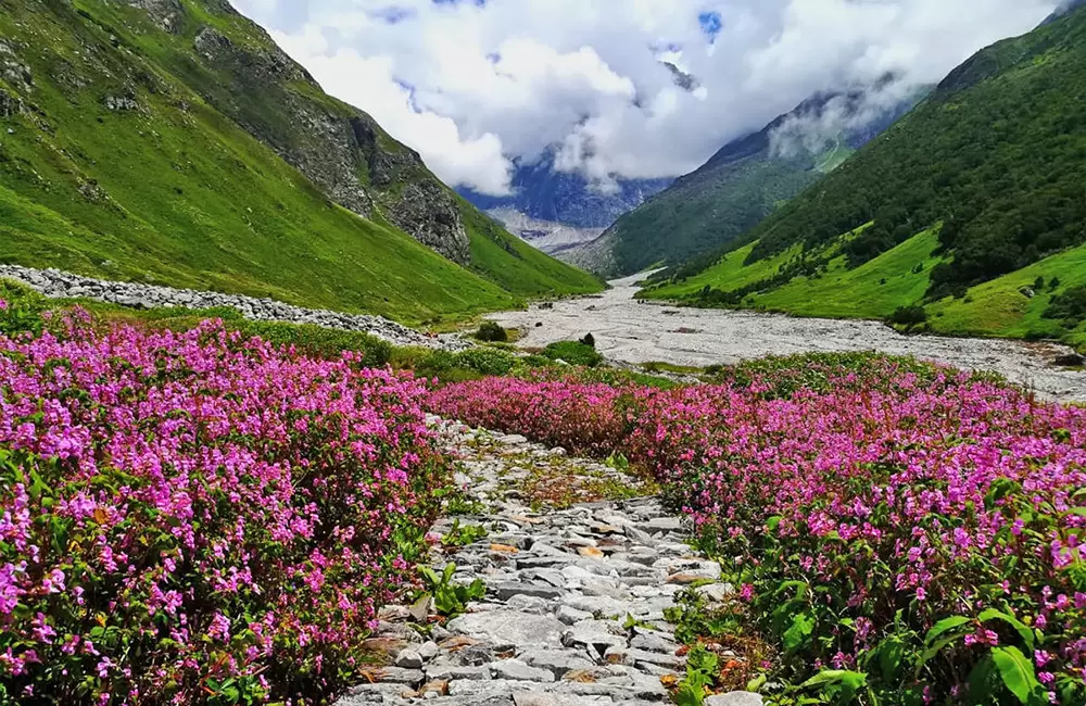 Velly of flowers uttarakhand