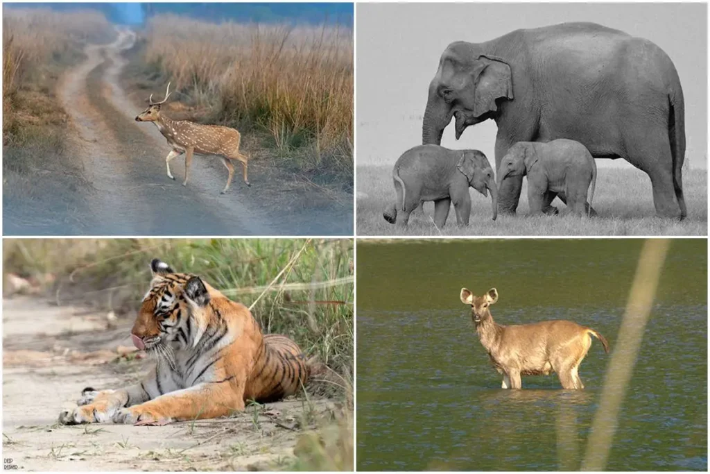 Jim Corbett National Park