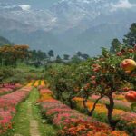 Ranikhet