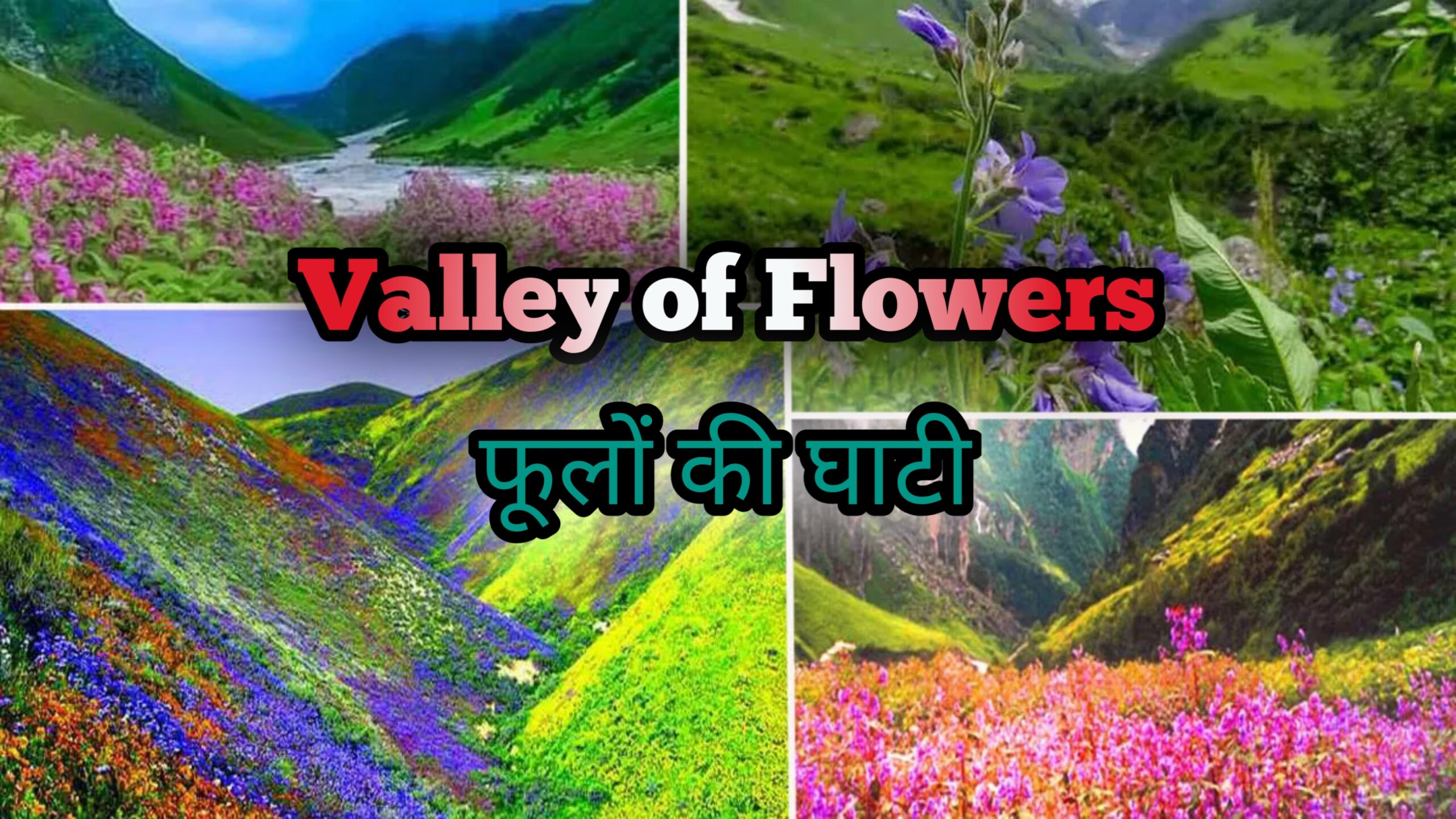 Valley of flowers